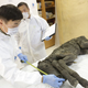 Image for article titled We’ve Got the Meat: Scientists Unearth Final Ingredient to the Forbidden Sandwich